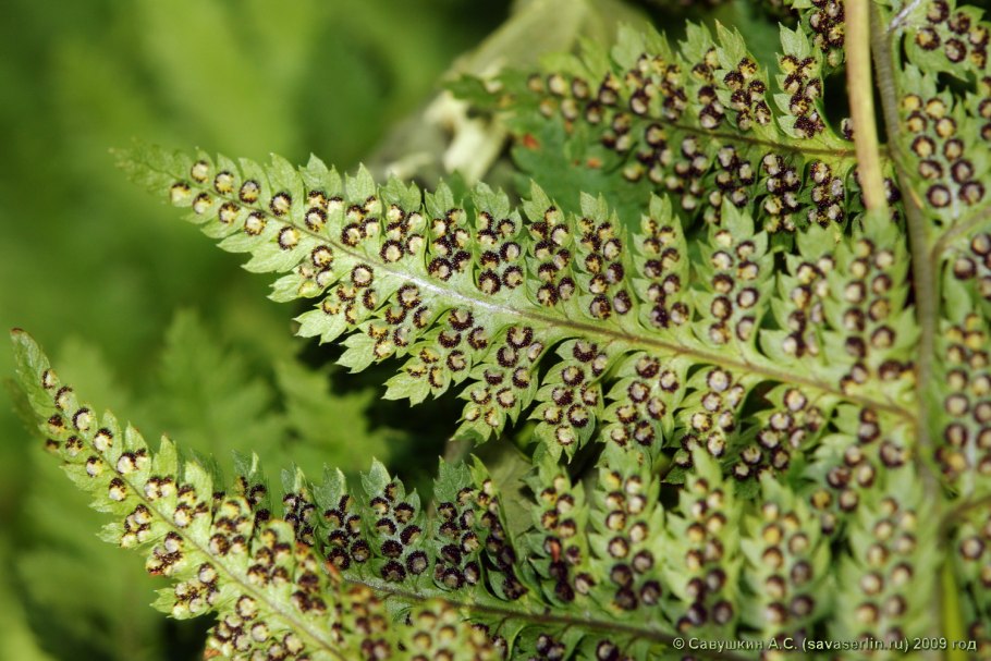 Макроглоссум папоротник