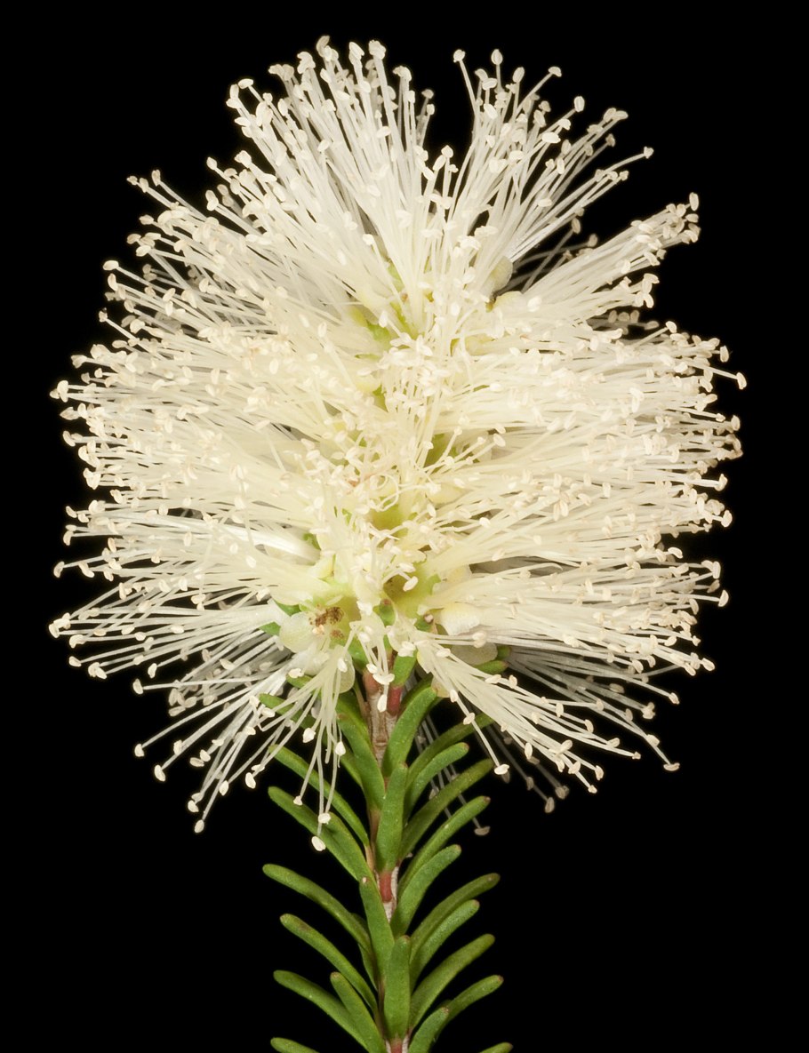 Кунцея мелколистная