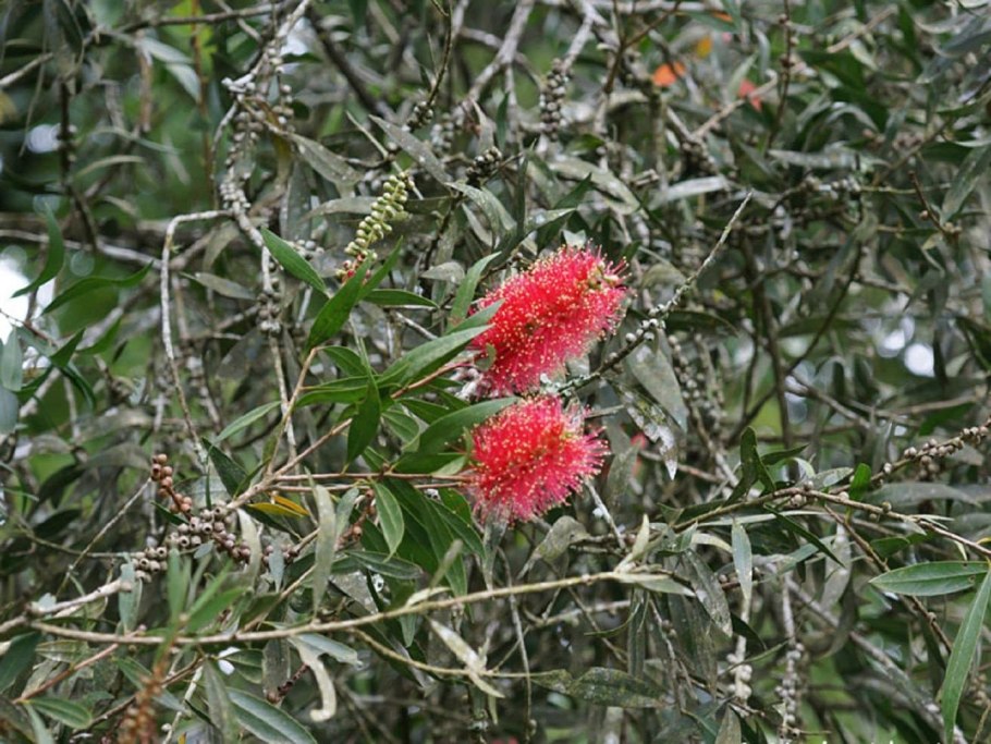 Чайное дерево мелалеука