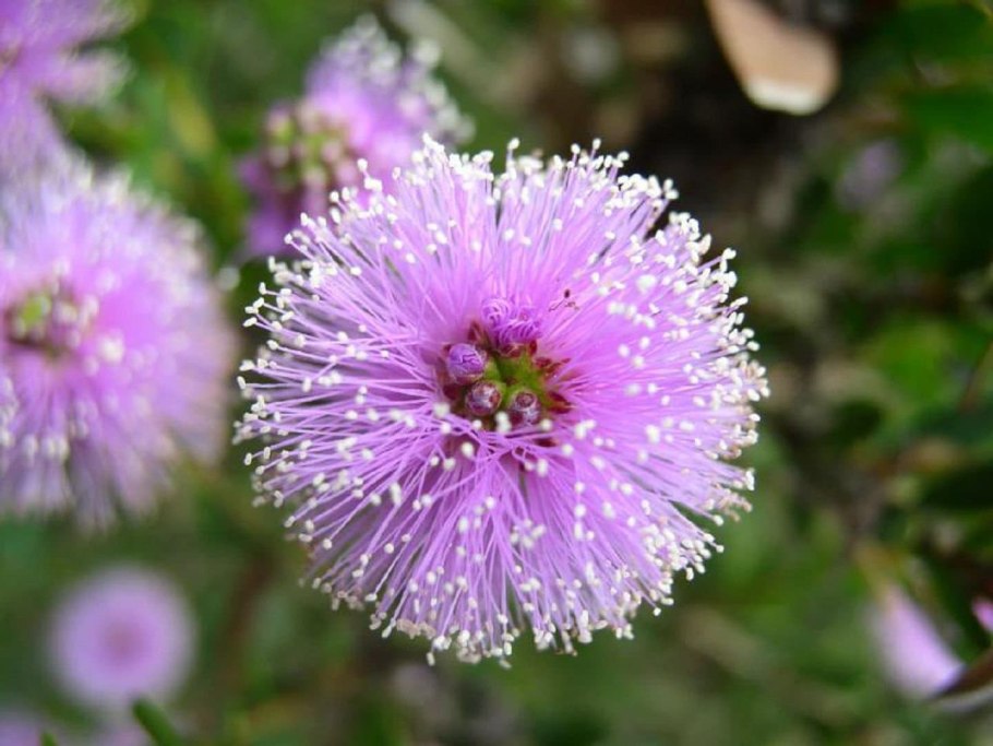 Мелалеука Австралия