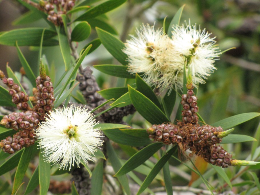 Melaleuca alternifolia