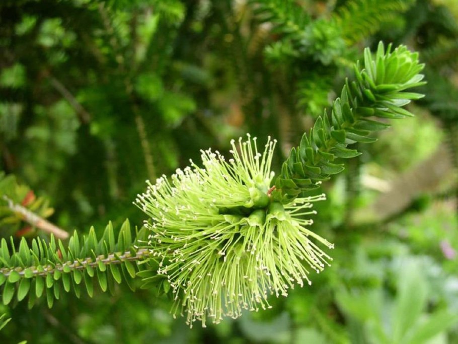 Melaleuca linearis