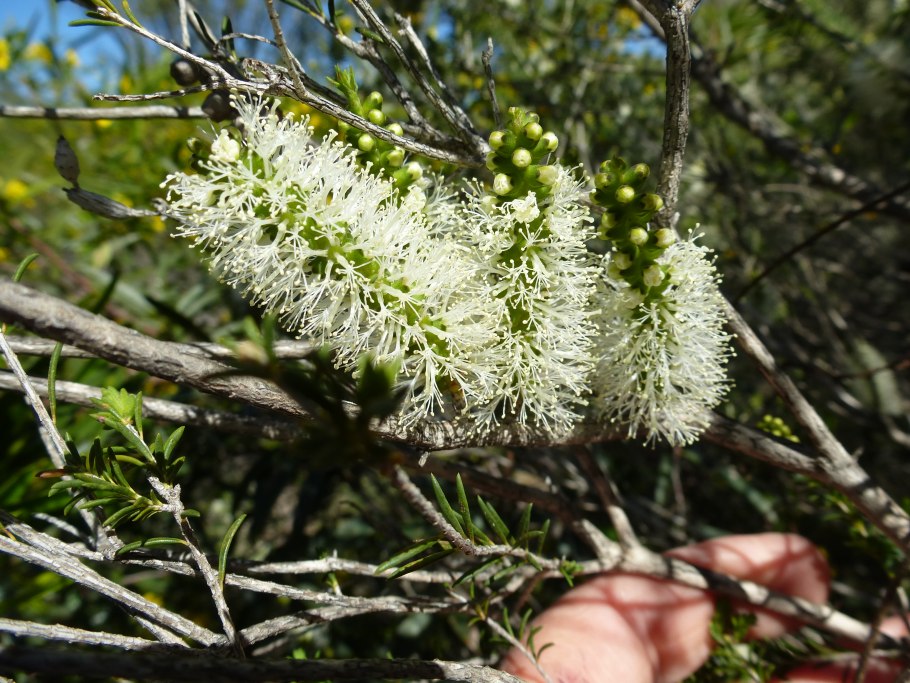 Melaleuca Leucadendron