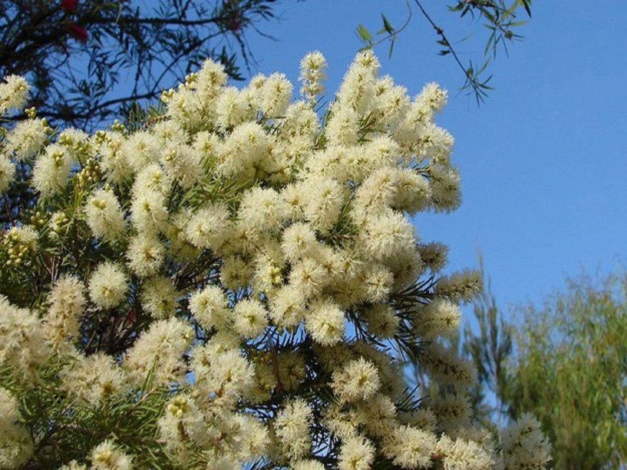 Melaleuca quinquenervia