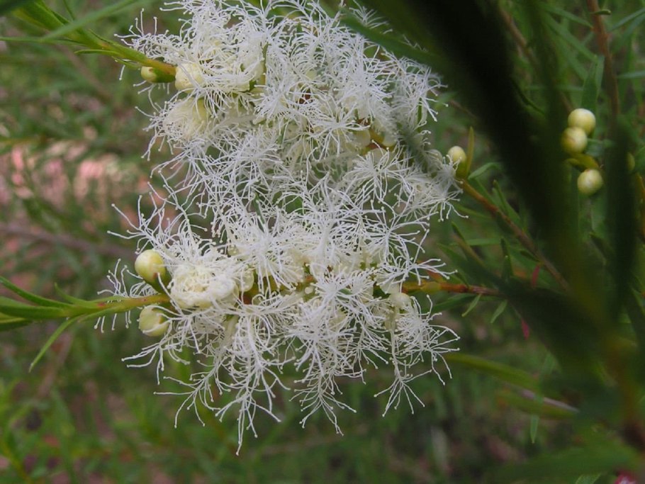 Melaleuca alternifolia