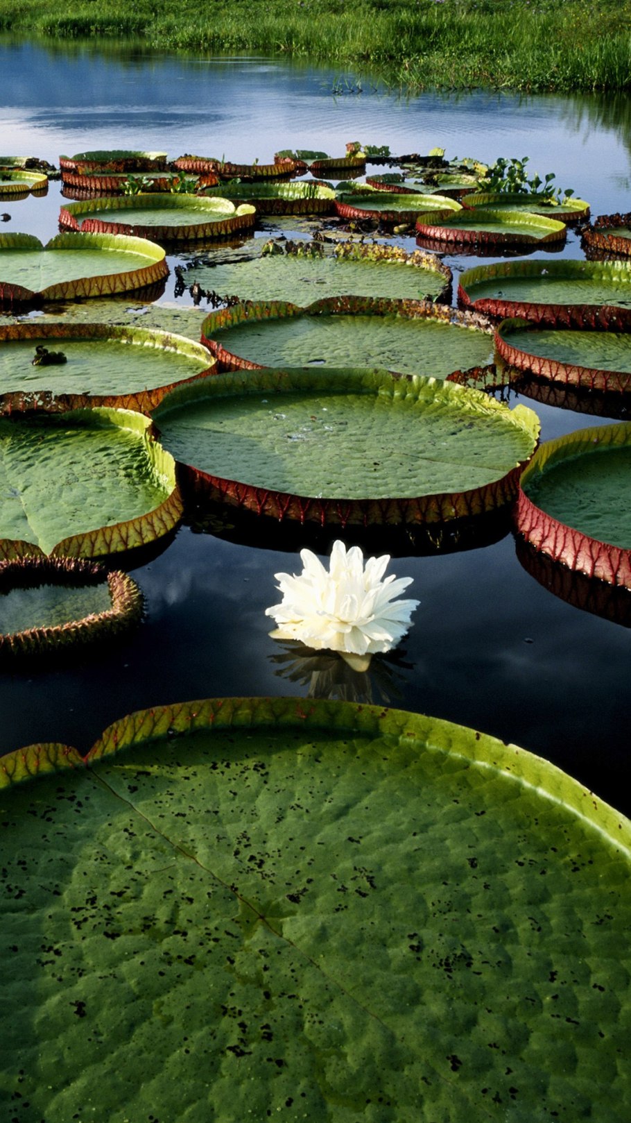 Кувшинка Виктория-Регия