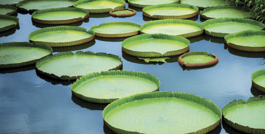 Виктория-Регия в Ботаническом саду