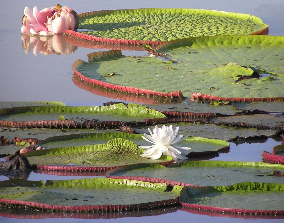 Виктория Амазонская фиолетовый цветок