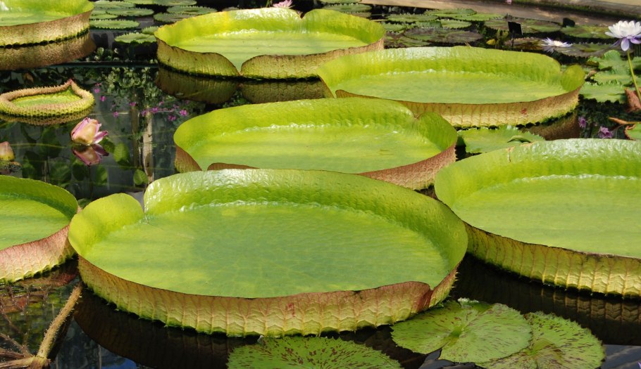 Виктория амазонская (victoria amazonica)