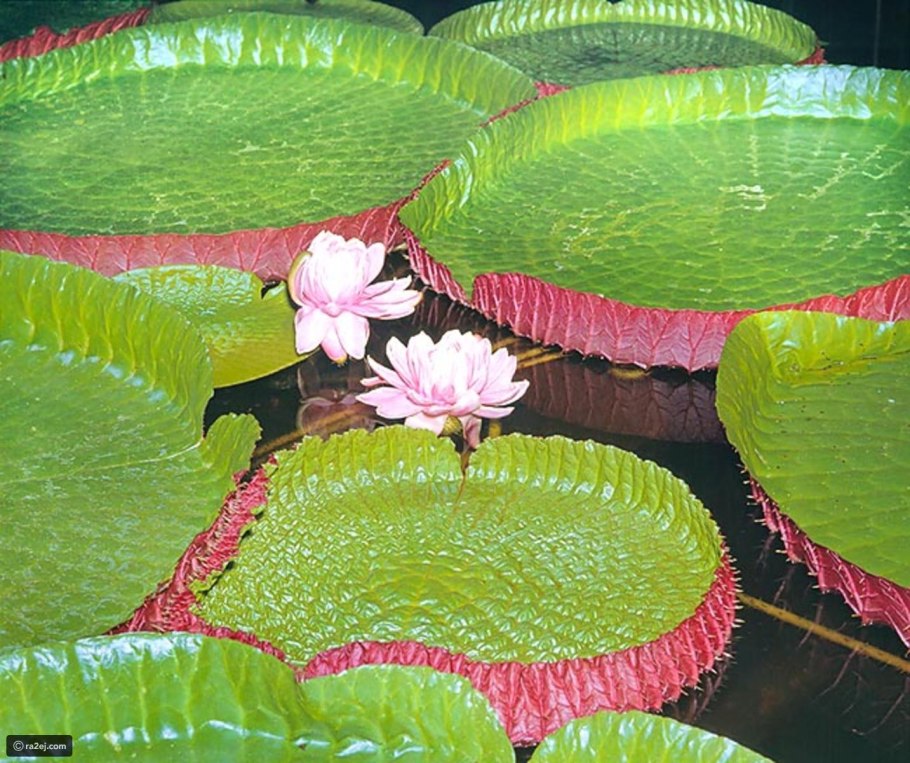 Виктория круциана