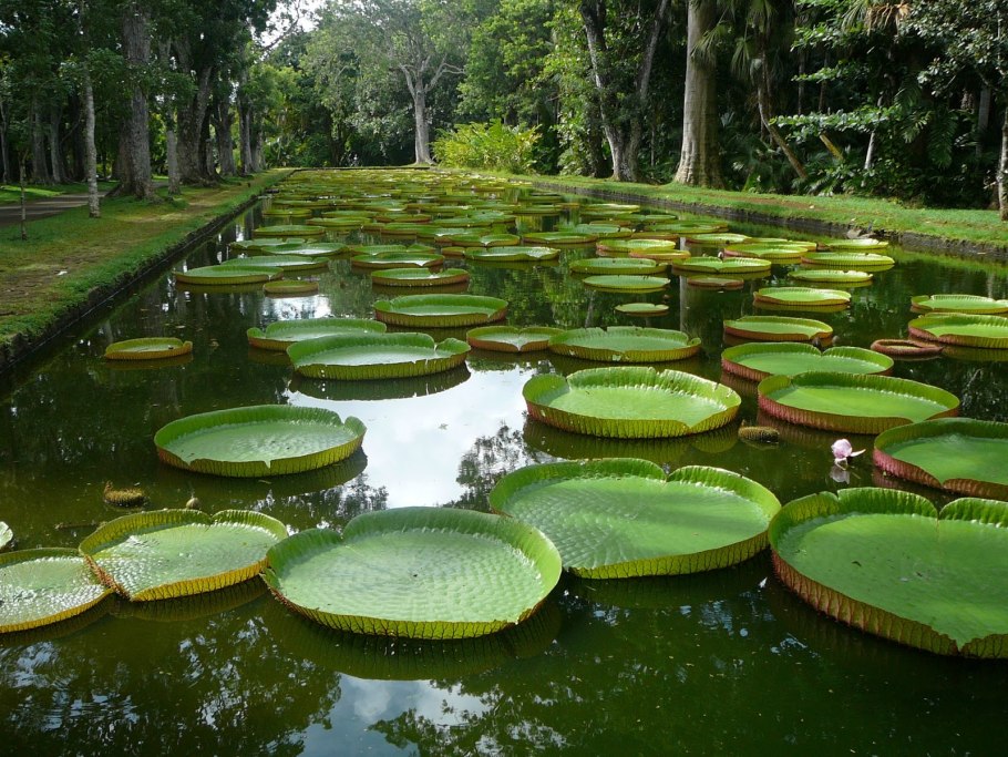 Кувшинка виктория регия