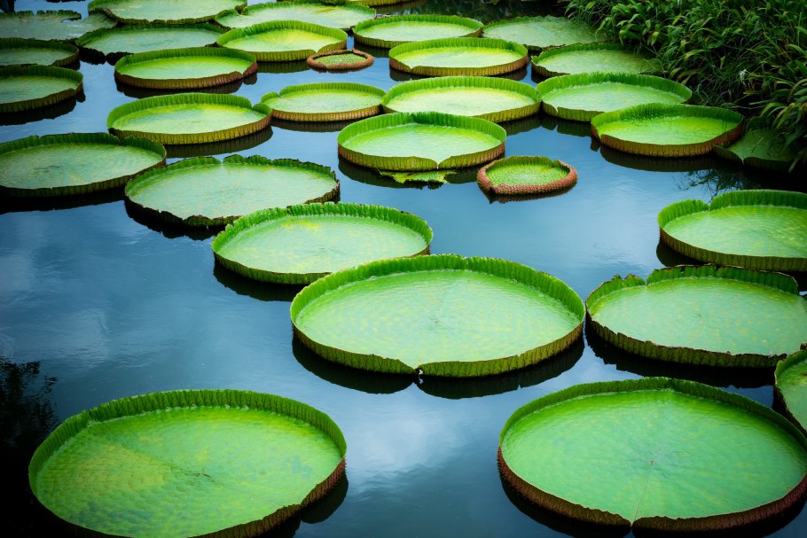 Виктория Регия Амазонская