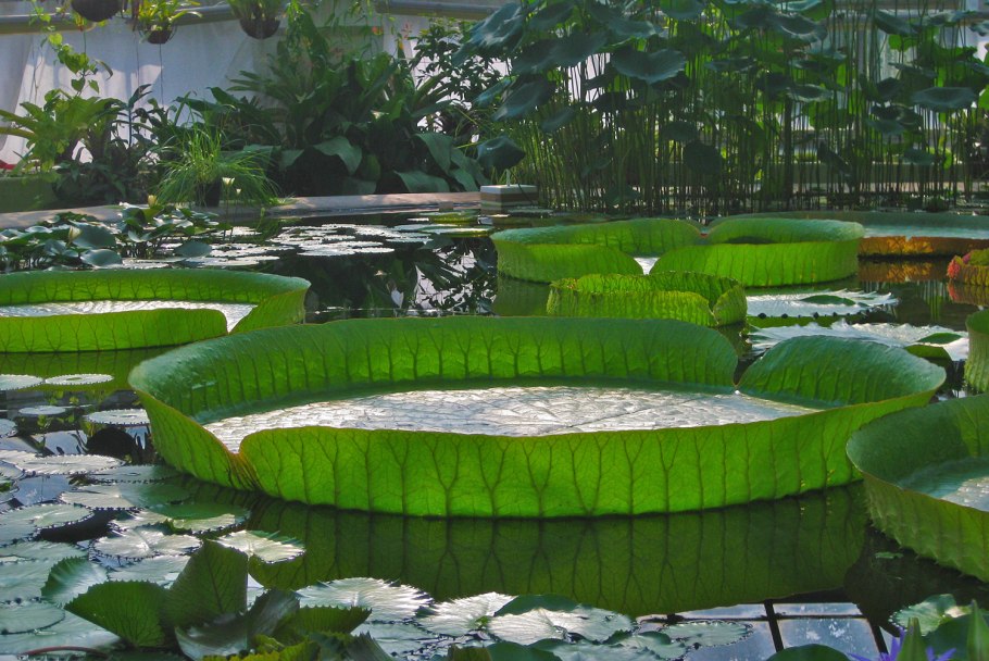 Кувшинка виктория амазонская