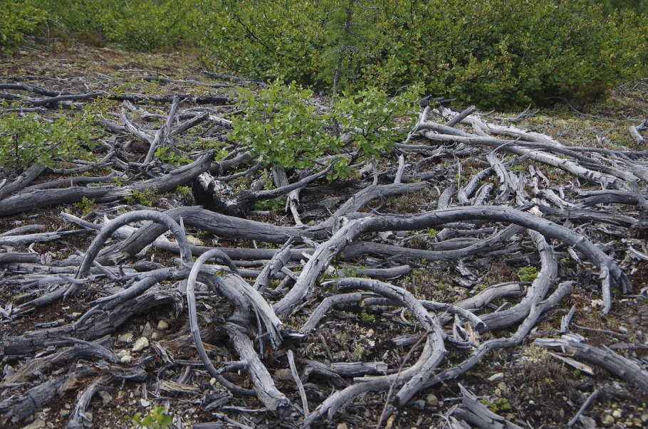 Корни дерева в воде