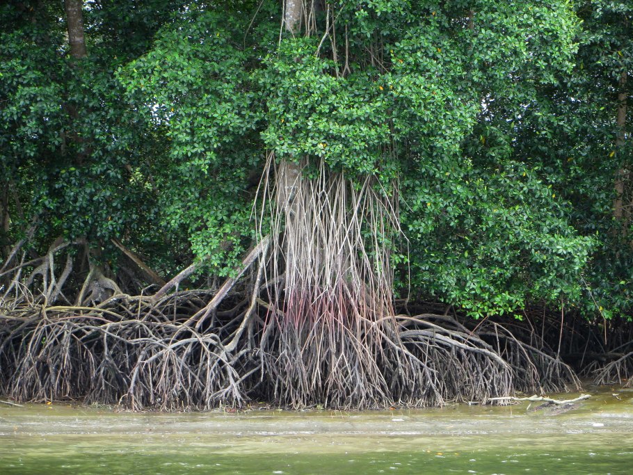 Ходульные корни мангров