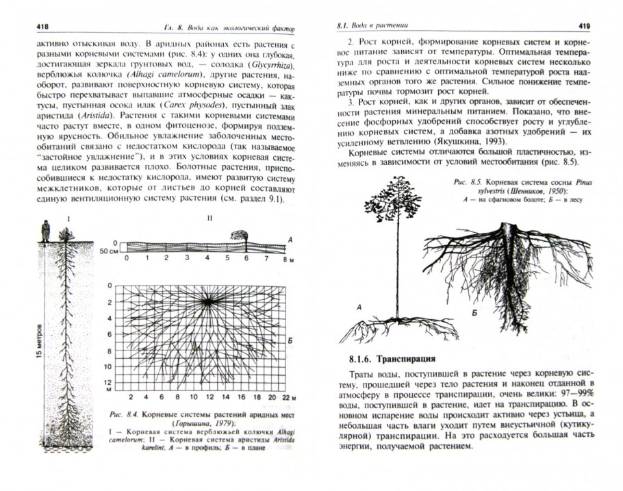 Тростник гидрофит