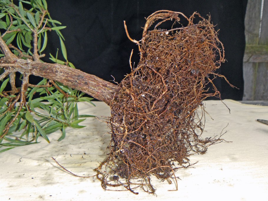 Корни дерева