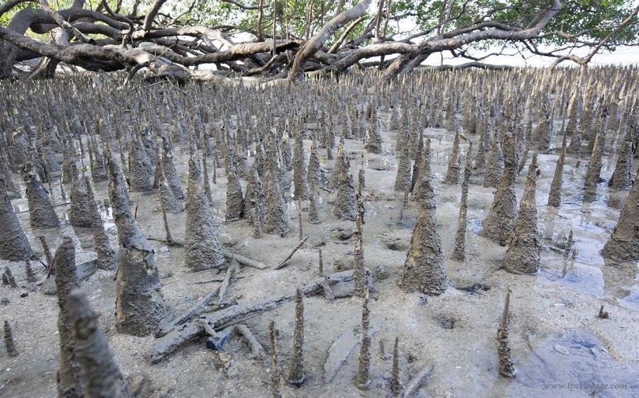 Дыхательные корни пневматофоры