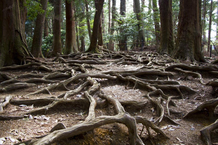 Киевская область болото