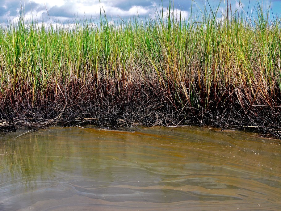 Растение из болота