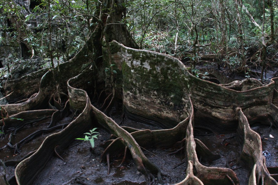 Досковидные опорные корни