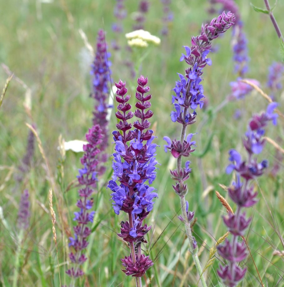 Полынь и чабрец