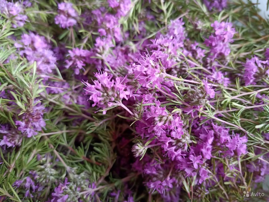 Тимьян текстура