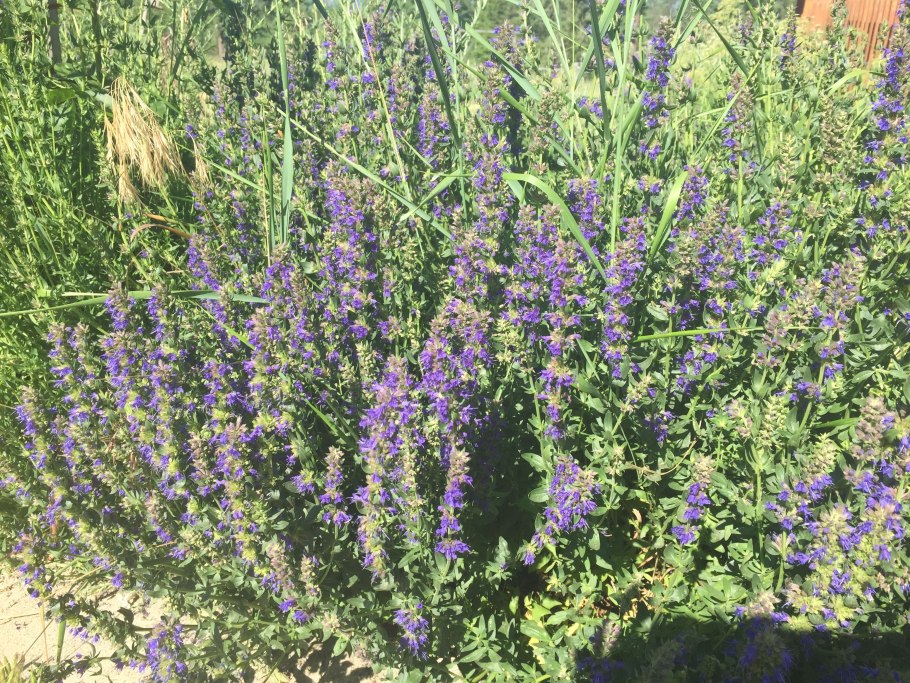 Тимьян Луговой