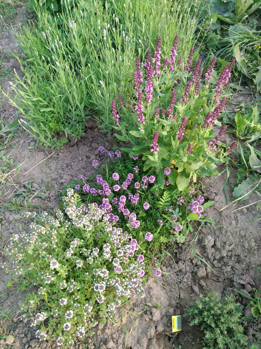 Чабрец и шалфей