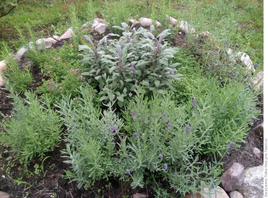 Чабрец и мята