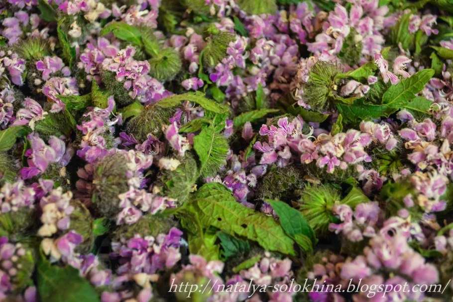 Мята розмарин тимьян шалфей