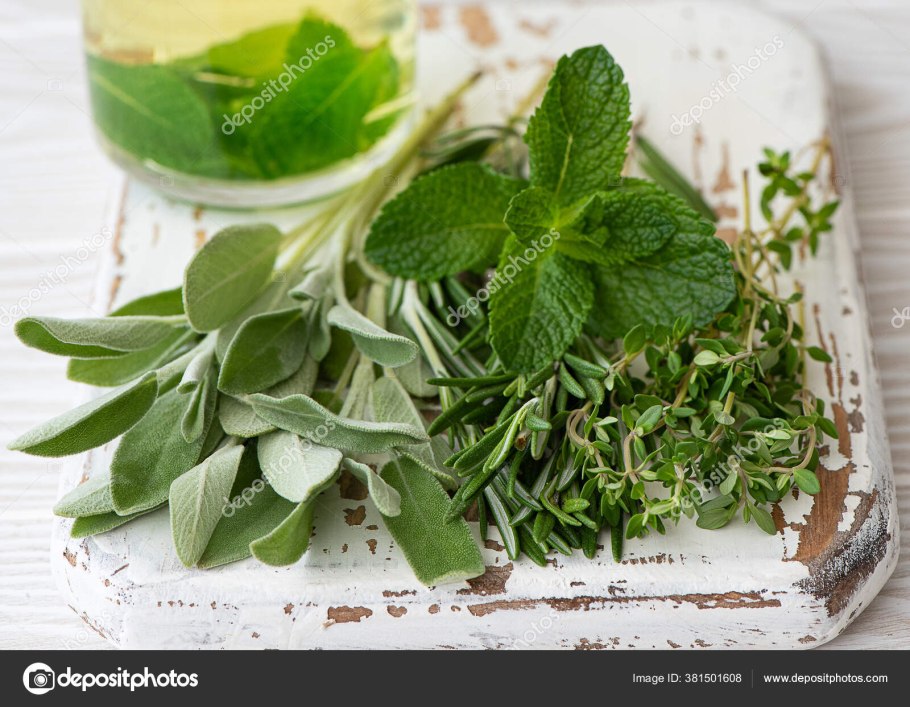 Мята базилик