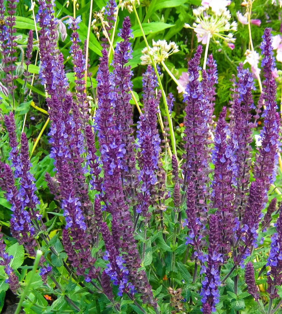 Розмарин тимьян и шалфей