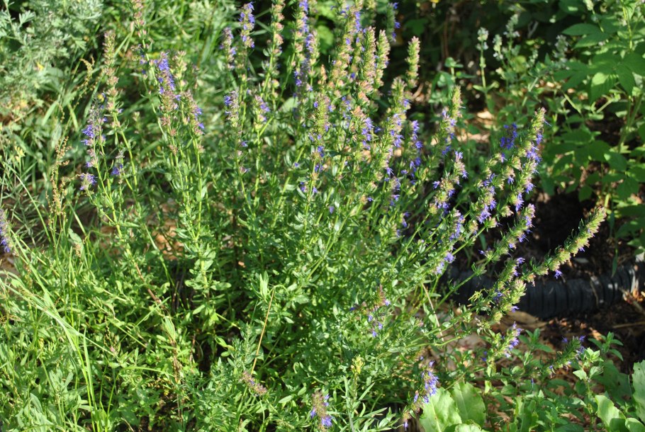 Розмарин тимьян и шалфей