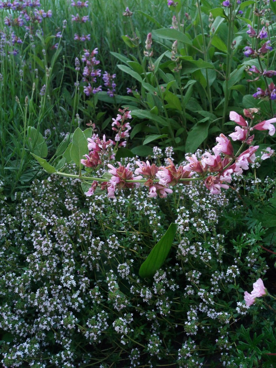 Тимьян и шалфей