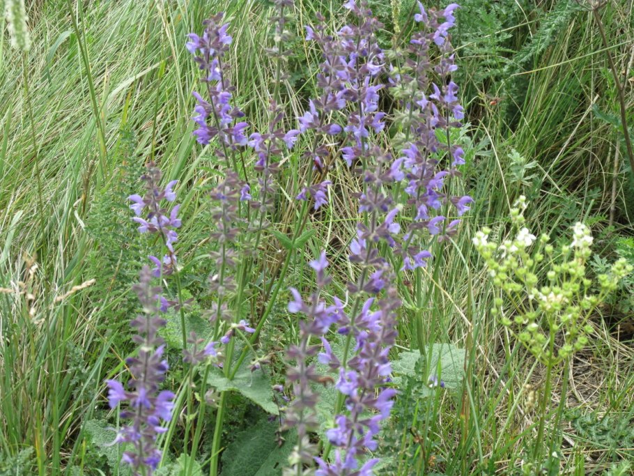 Чабрец и шалфей в Самарской области