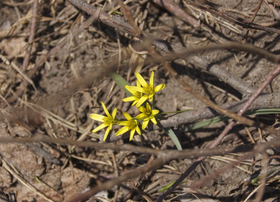 Гусиный лук Куприянова