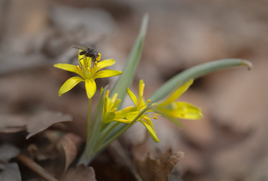 Гусиный лук краснокнижный