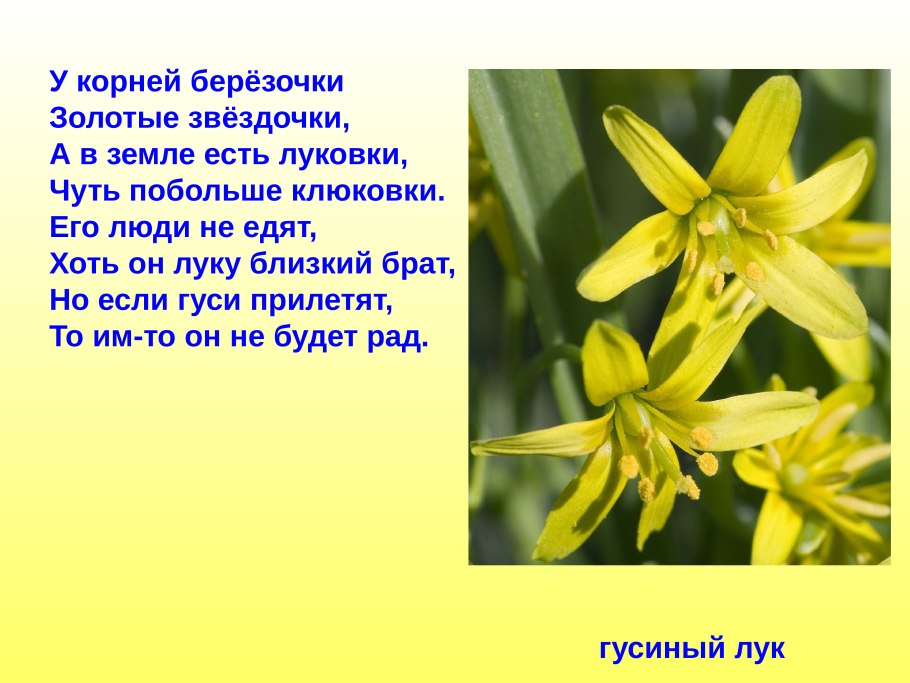 Гусиный лук сообщение