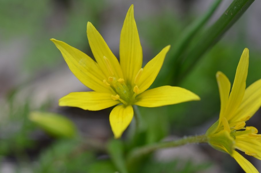 Гусинолук зернистый