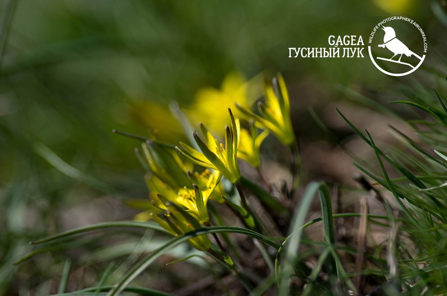 Гусиный лук фото