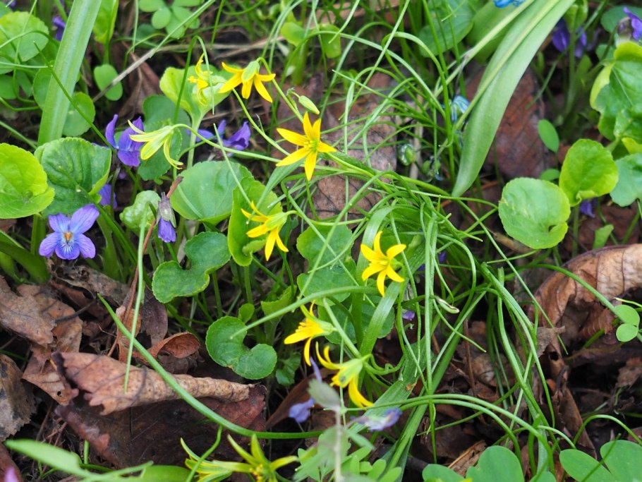 Гусинолук зернистый