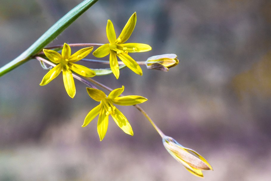 Гусинолук малоцветковый