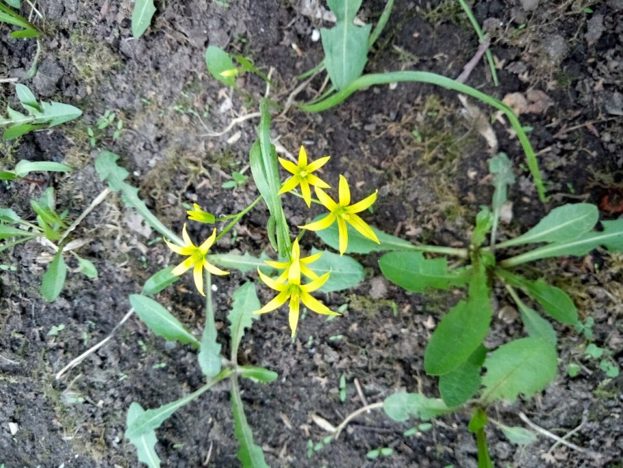 Гусиный лук фото раскраска