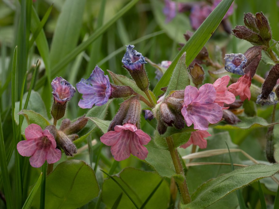 Медуница сорняк