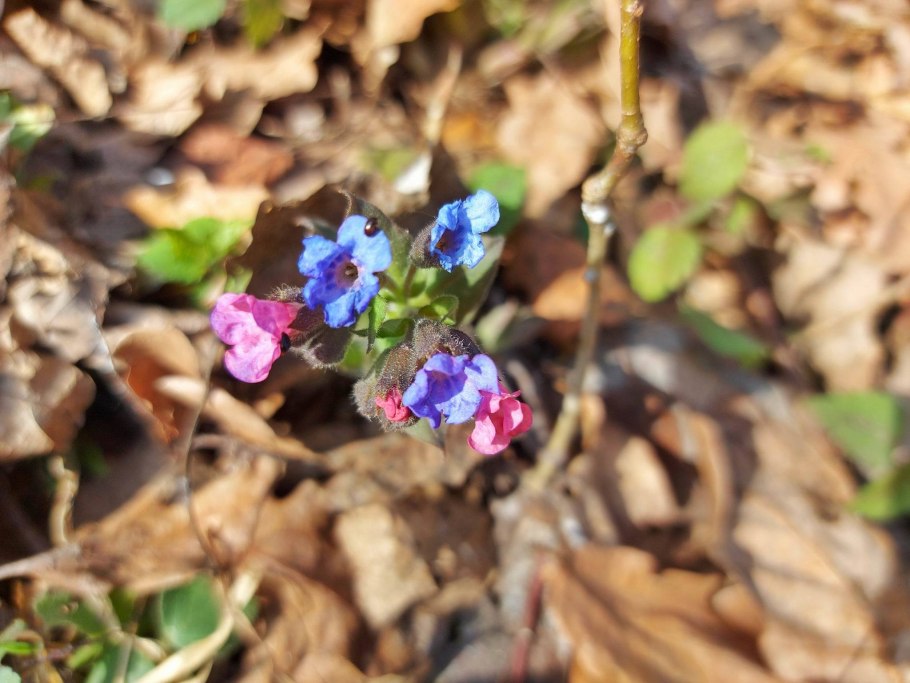 Медуница съедобная