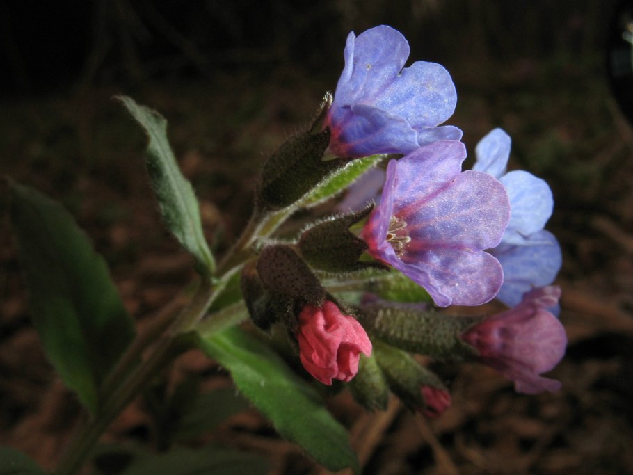 Pulmonaria Bubble Gum купить