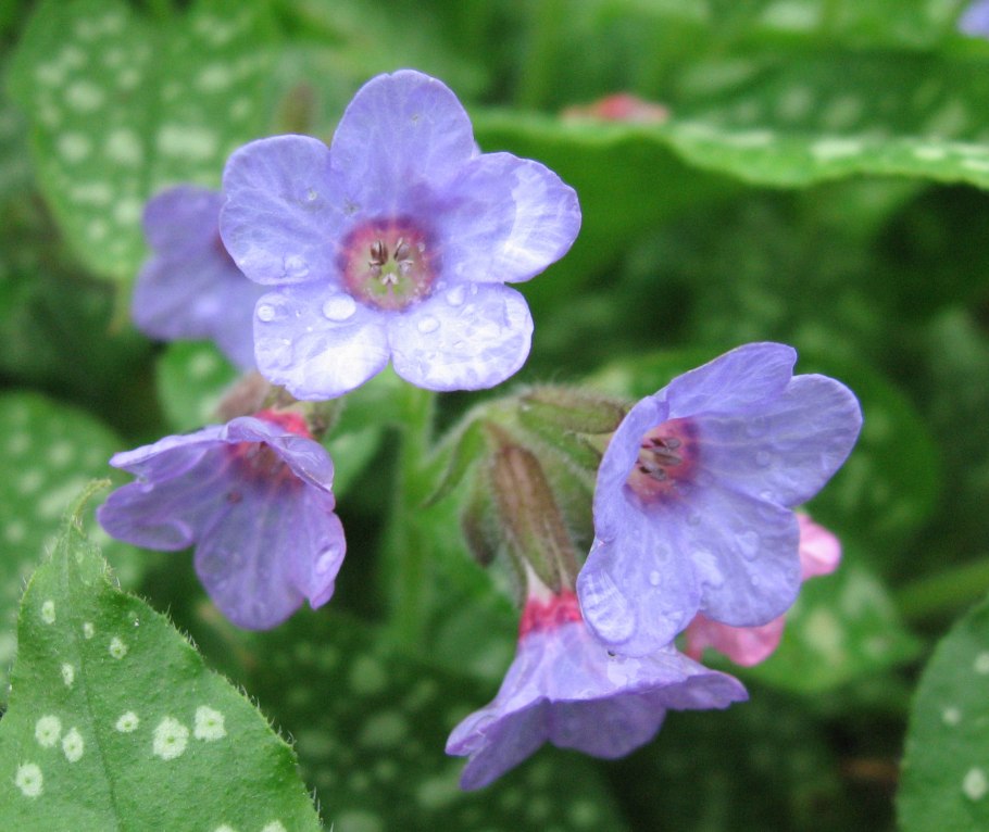 Pulmonaria longifolia Diana Clare