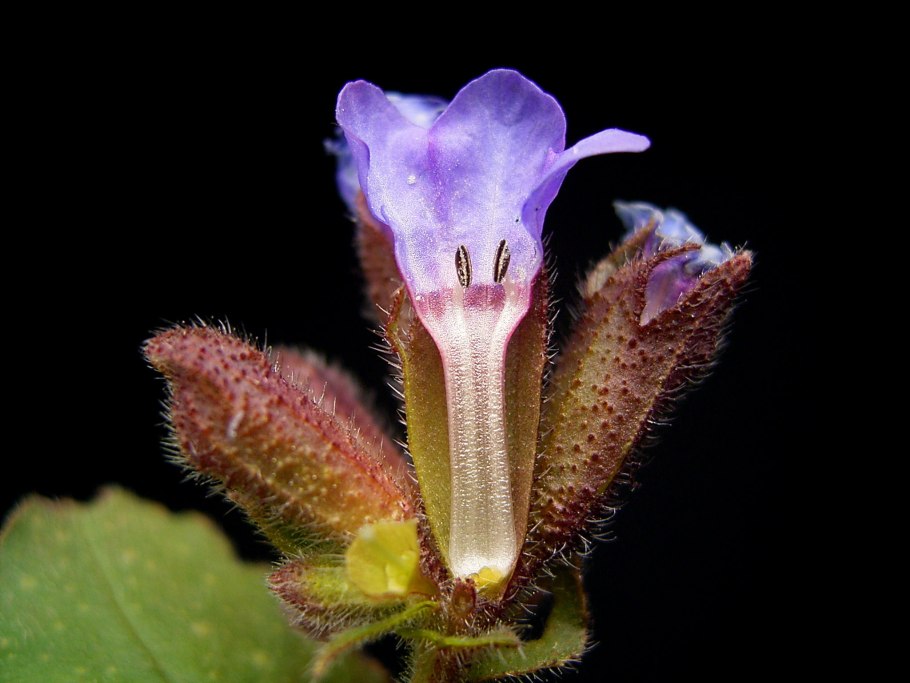 Pulmonaria obscura