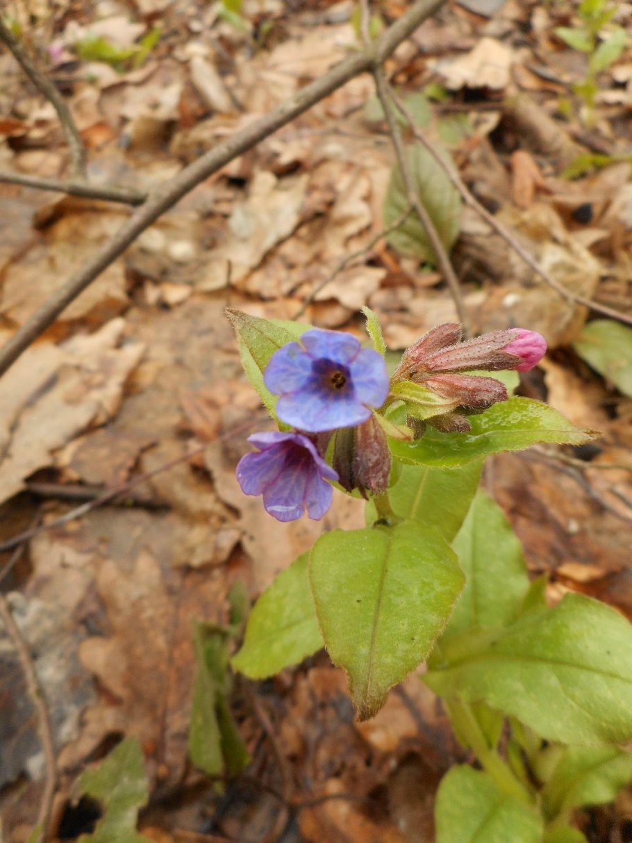 Медуница неясная